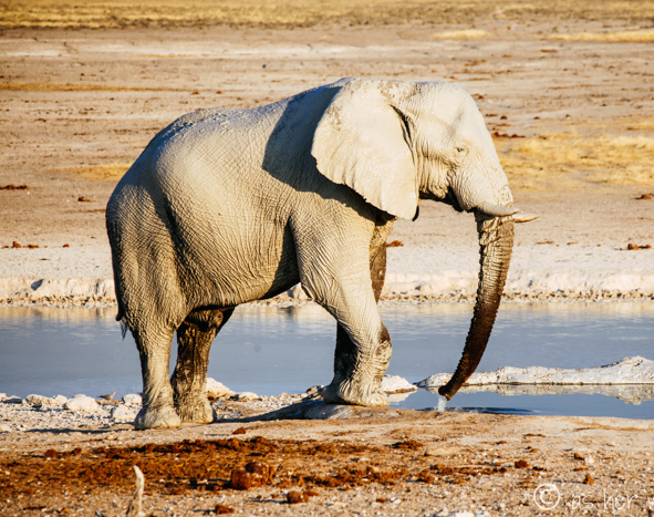 Amazing White Elephant Walk, Etosha National Park, Etosha National Park,  animal, animal, elephant, Namibia, Namibia